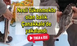 Nesli tükenmekte olan balık Çanakkale'de yakalandı (VİDEO)