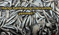 Hangi balık hangi mevsimde yenmeli?