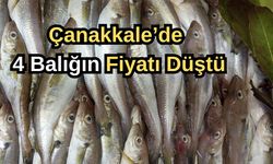 Çanakkale'de 4 balığın fiyatı düştü!