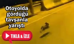 Otoyolda gördüğü tavşanla yarıştı (VİDEO)