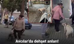 Ağızlıksız gezdirilen pitbull köpek kediyi parçaladı