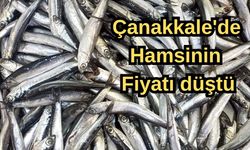 Çanakkale'de hamsinin fiyatı düştü