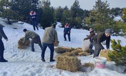 Kazdağları'nda yoğun kar yağışı nedeniyle yaban hayvanlarına yem bırakıldı