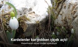 Kardelenler kar yokken çiçek açtı