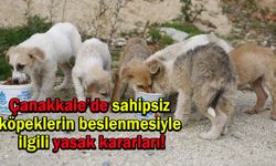 Çanakkale’de sahipsiz köpeklerin beslenmesiyle ilgili yasak kararları!