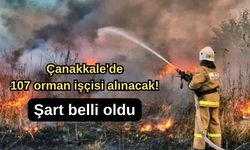 Çanakkale'de 107 orman işçisi alınacak! Şart belli oldu