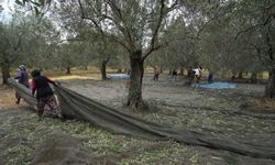 Türkiye’de soğuk hava zeytin üreticilerini sevindirdi