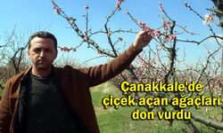 Çanakkale'de çiçek açan ağaçları don vurdu (VİDEO)