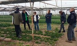 Çanakkale'de yabancı otlarla mücadele başladı