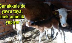 Çanakkale'de yavru taya, inek annelik yapıyor (Tıkla izle)