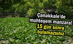 Çanakkale'de muhteşem manzara! 15 gün sonra bulamazsınız