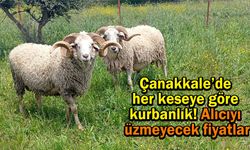 Çanakkale’de her keseye göre kurbanlık