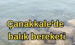 Çanakkale’de balık bollaştı (VİDEO)
