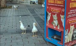 Kedi taklidi yapan martıların mama avı kamerada (Tıkla İzle)