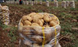 Yurt dışından gelen 2 bin tondan fazla patates virüslü çıktı (Video)