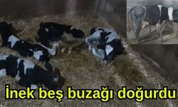 İnek beşiz doğurdu