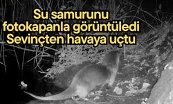 Nesli tükenmekte olan su samurunu fotokapanla görüntüledi (Video)