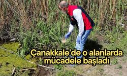 Çanakkale’de çeltik alanlarında sivrisinekle mücadele başladı