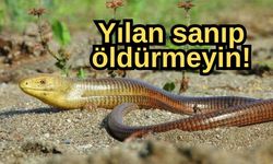 Yılan sanıp öldürmeyin!