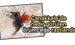 Çanakkale'de nadir görülen örümceğe rastlandı (Video)