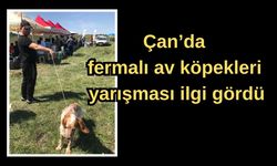 Çan’da fermalı av köpekleri yarışması ilgi gördü