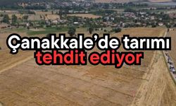 Çanakkale’de tarımı tehdit ediyor