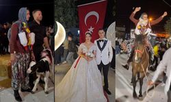 Çanakkale'de bir düğünde geline buzağı damada at hediye ettiler (Tıkla izle)