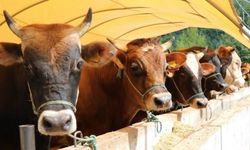 Kurban etinin doğru pişirilmesi hem sağlığı hem de besin değerini koruyor
