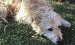 ''Köpeğinizin dışarıda yediği yiyecekler sağlınızı riske atmasın''