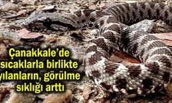 Çanakkale’de yılanların görülme sıklığı arttı
