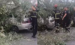 Kökünden sökülen ağaç otomobilin üzerine devrildi
