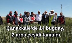 Çanakkale’de 14 buğday, 2 arpa çeşidi tanıtıldı