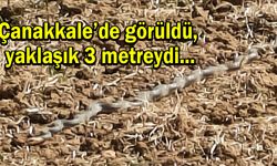 Çanakkale’de görüldü, yaklaşık 3 metreydi!