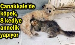Çanakkale'de köpek 8 kediye annelik yapıyor (Video)