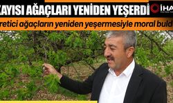 Kayısı ağaçları yeniden yeşerdi (Video)