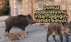 Domuz popülasyonu insan sağlığını tehdit ediyor