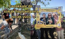 Çanakkale’de sokak hayvanlarına sıcak yuva