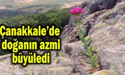 Çanakkale’de doğanın azmi büyüledi