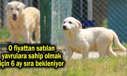 O fiyattan satılan yavrulara sahip olmak için 6 ay sıra bekleniyor (Video)