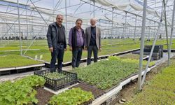 5 bin metre karelik serada 5 milyon fide üretiyor