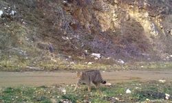 Yaban kedisi fotokapana takıldı (Video)