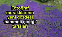Fotoğraf meraklılarının yeni gözdesi ’hanımeli çiçeği’ tarlaları