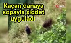 Kaçan danaya sopayla şiddet uyguladı (Video)