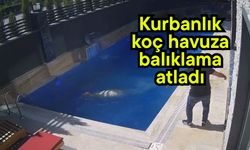 Kurbanlık koç havuza balıklama atladı (Video)