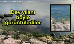 Dev yılanı böyle görüntülediler (Video)
