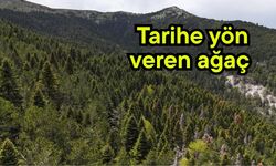 Tarihe yön veren ağaç (Video)