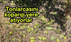 Tonlarcasını koparıp yere atıyorlar