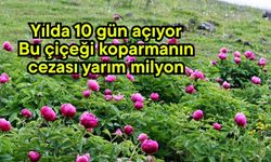 Yılda 10 gün açıyor: Bu çiçeği koparmanın cezası yarım milyon