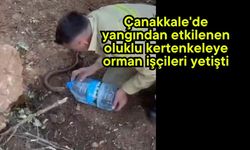 Çanakkale'de yangından etkilenen oluklu kertenkeleye orman işçileri yetişti