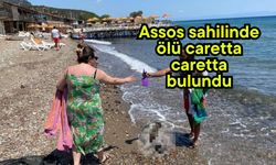 Assos sahilinde ölü caretta caretta bulundu